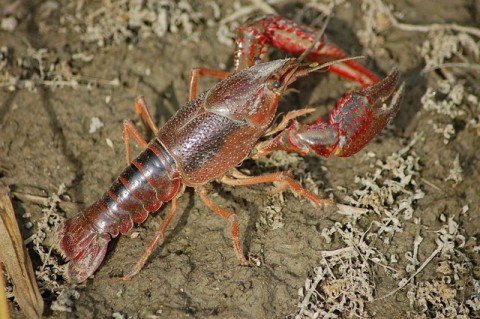 Aparat Ungkap Penyelundupan Benih Lobster di Batam