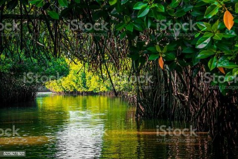 Jokowi: Bali Jadi Percontohan Rehabilitasi Hutan Mangrove