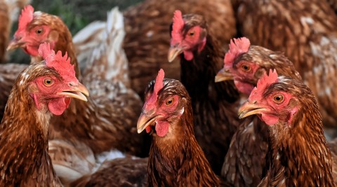Janji Kemtan Bisa Menstabilkan Harga Ayam