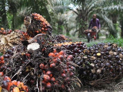 MINYAK SAWIT,Kebijakan DMODiberlakukan Lagi