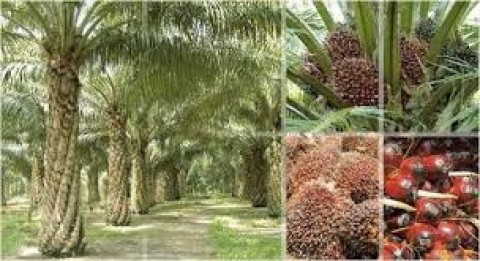 Indonesia Bersiap Jadi Raja Hilir Sawit Dunia