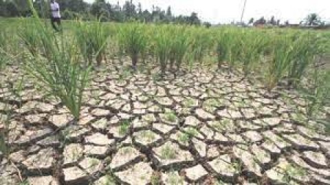 Waspadai InflasiPangan akibat El Nino