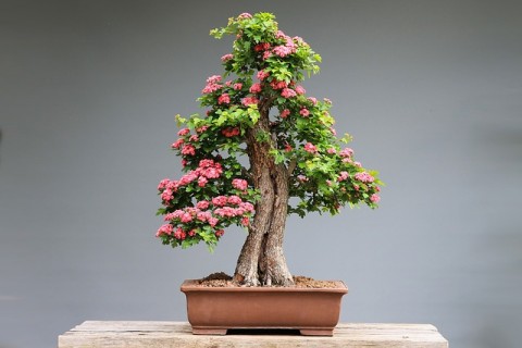 Bonsai Tetap Eksis di Masa Pandemi