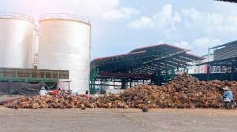 Industri Sawit Tempati Posisi Strategis bagi Ekonomi RI 