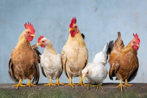 Peternak Tagih Janji Pembelian Ayam oleh BUMN