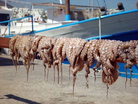 Bajo Torosiaje MenjagaGurita demi Masa Depan