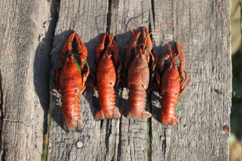 Dalih Kementerian Kelautan Membuka Ekspor Benih Lobster