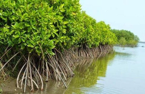 Proyek Riset Restorasi Mangrove  