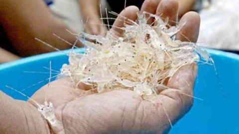 Sidang Korupsi Ekspor Benur, Aliran Uang Edhy Diungkap