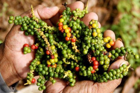 EKSPOR,Desa yang Menjaga Devisa