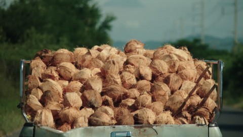 Warga Mengeluh Harga Kelapa Melambung