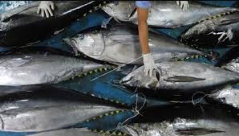 Ekspor Perikanan ke Tiongkok Diperketat 