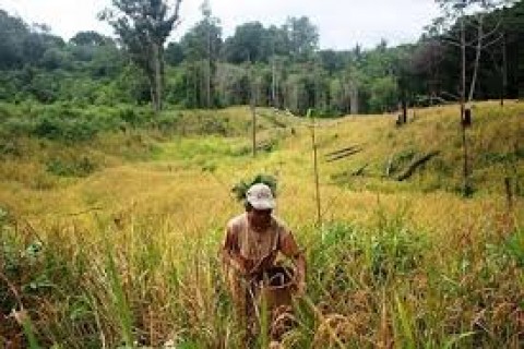 Nikmat HasilKesetiaan PeladangTangguh Kalbar