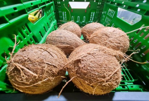 Ekspor Kelapa Bulat  malah Akan Menguntungkan Negara Lain