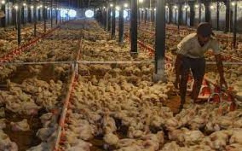 Emiten Poultry Kena Imbas Harga Broiler dan Omicron