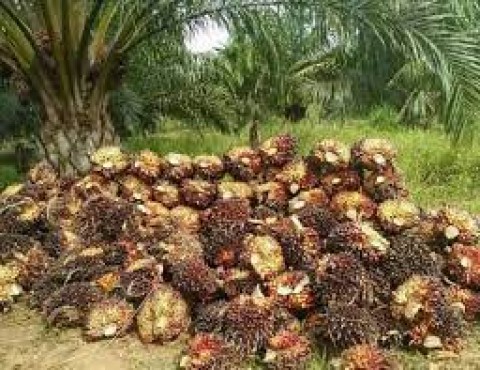 Kontraksi Harga CPO Pengaruhi Penurunan NTP Perkebunan Rakyat