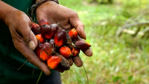 Perkara  Dugaan Korupsi dalam Tata Kelola Sawit 