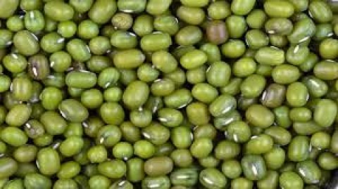 RI Lepas 1.000 Ton Kacang Hijau ke China