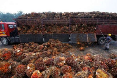 Pertaruhan Larangan Ekspor CPO