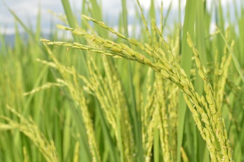 Stabilkan Harga dan Optimalkan Stok, Tiga Menteri Panen Padi