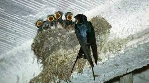 Sarang Burung Walet, Izin Ekspor Langsung Butuh Dukungan