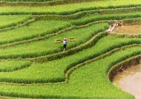 KREDIT SEKTOR PERTANIAN : BPD PERLUAS AKSES PERMODALAN