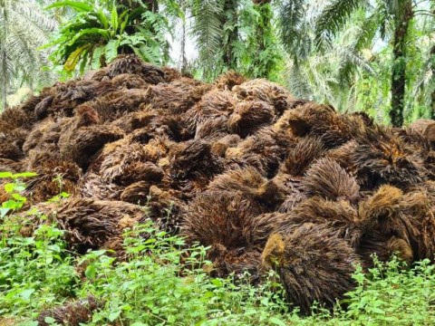  Pemberlakuan Aturan Transparansi Sawit Eropa