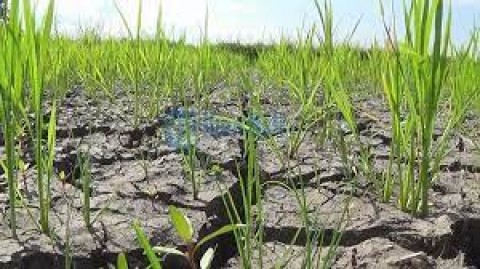 Nestapa Petani JatengDililit Kekeringan