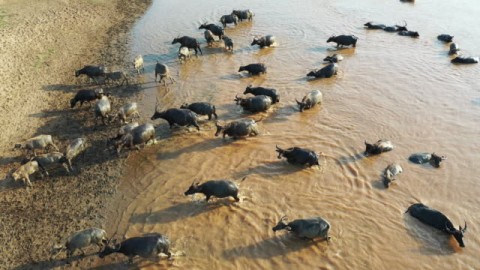 Kerbau Rawa Pampangan, Pemantik Pelestarian Lingkungan