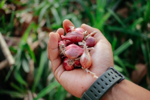 Petani ”Champion” Diminta Jadi Investor di Daerah Defisit Pangan