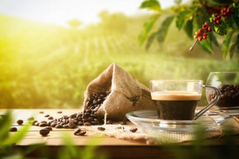 Perhutani Dukung Bisnis Kopi 