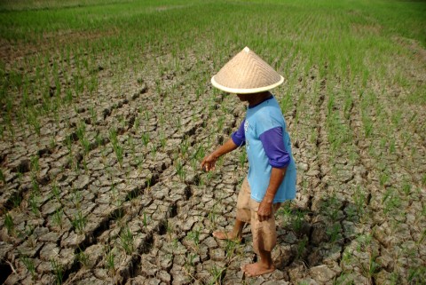 Emiten Ritel dan Konsumsi Masih Prospektif Kendati El Nino Datang