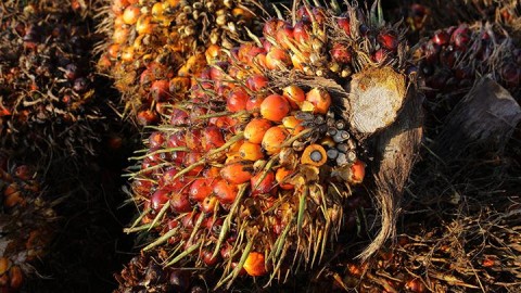 Kebijakan Pelarangan Ekspor CPO