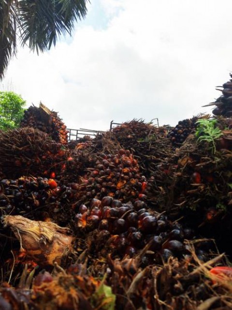 Pemerintah Percepat Ekspor untuk Dongkrak Harga TBS