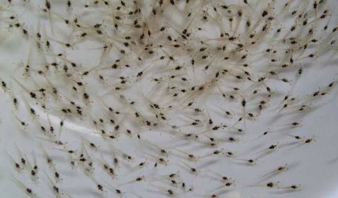 Hilirisasi Tenggelamdi Komoditas Lobster