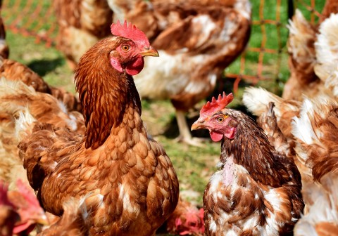 Siap Tangkal Serbuan Impor Ayam Brasil