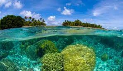 Ekosistem Pesisir Punya PotensiBesar dalam Perdagangan Karbon