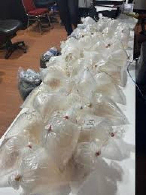 Pembukaan Ekspor Tak CegahPenyelundupan Benih Bening Lobster