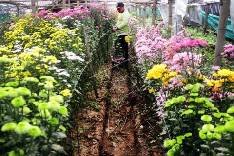 POTENSI FLORIKULTURA : Anggrek Jatim Banjiri Pasar Asia Pasifik