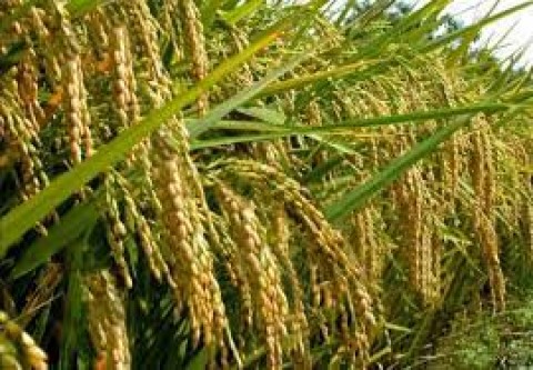 Berkah dari Murahnya Gandum