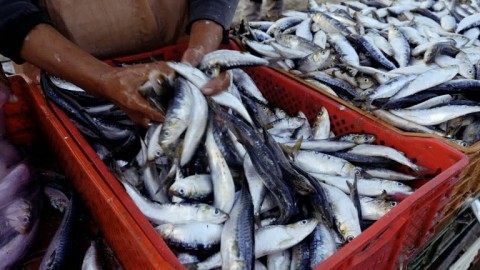 Jejaring Bisnis Ikan Anak Menteri