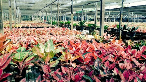 TANAMAN HIAS, MAGNET BARU KOMODITASEKSPOR LAMPUNG