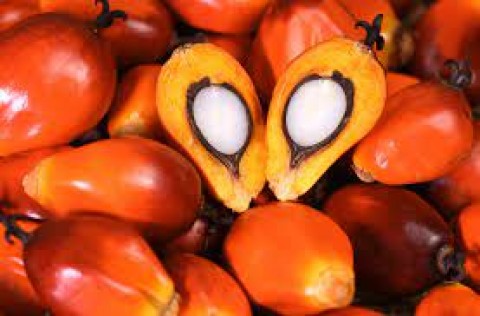 PELUNCURAN BURSA CPO : HARGA REFERENSI DITARGET TERBENTUK AWAL 2024