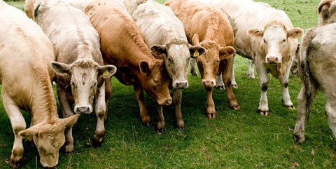 PENYAKIT MULUT KUKU,  Pengawasan Diperketat di Boyolali