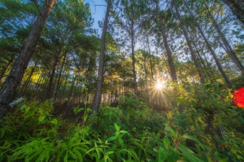 AGROFORESTRI DAN HARAPANSEJAHTERA DI BATUTEG