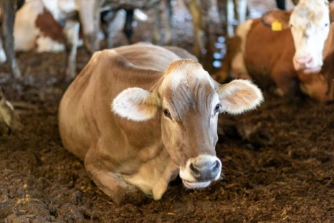 Penyakit PMK Kembali Merebak