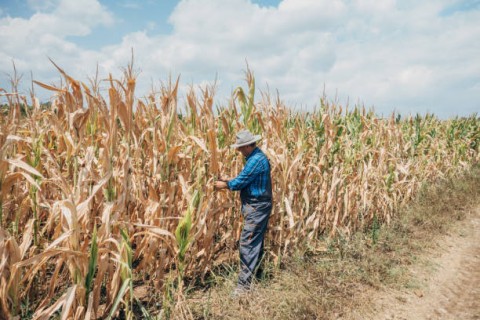 Gagal Panen Jagung Menjadi PukulanGanda bagi Warga Flores Timur