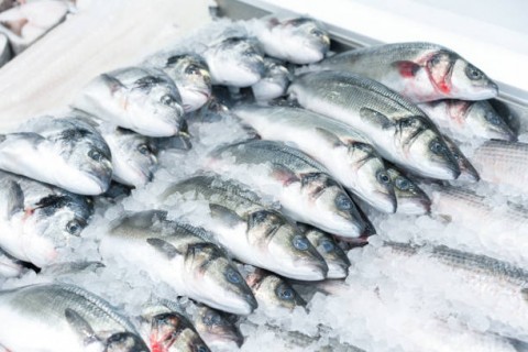 Hilirisasi PerluMelibatkanNelayan