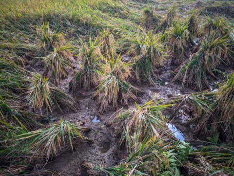 CETAK SAWAH DI MENTAWAIYANG GAGAL DAN BERULANG