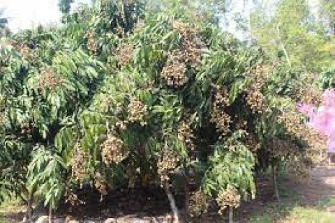 Serda Mugiyanto,Manis Kelengkeng untukMemberdayakan Petani